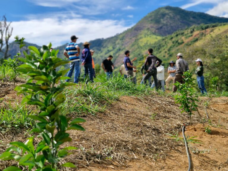 Leia mais sobre o artigo Com troca de conhecimentos, produtores rurais dão novos passos na fruticultura
