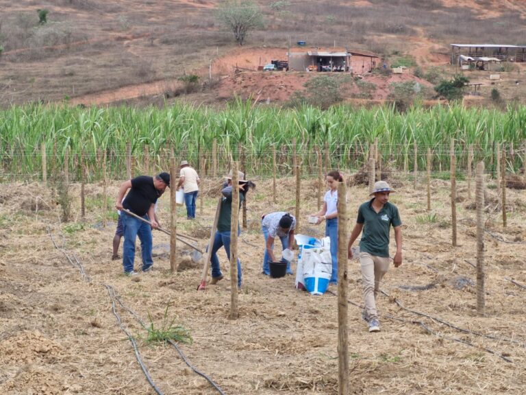 Leia mais sobre o artigo Cultivo de uva abre novas possibilidades de produção e renda para agricultores da região